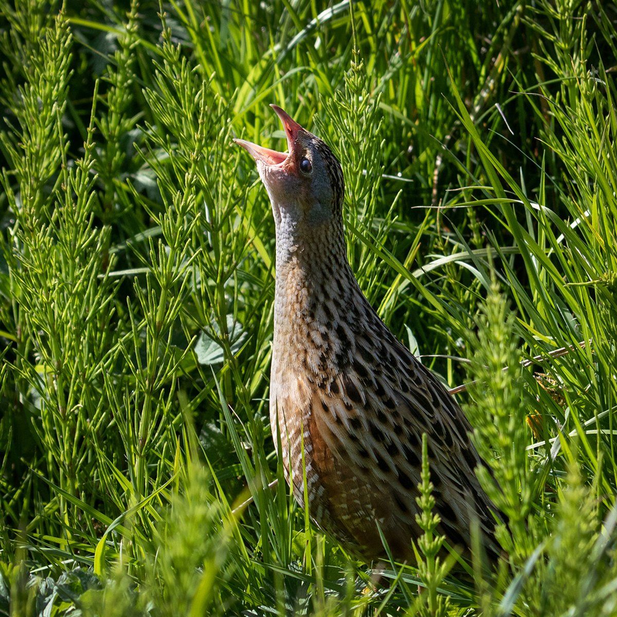 Call Of The Corncrake by Anne Gardiner