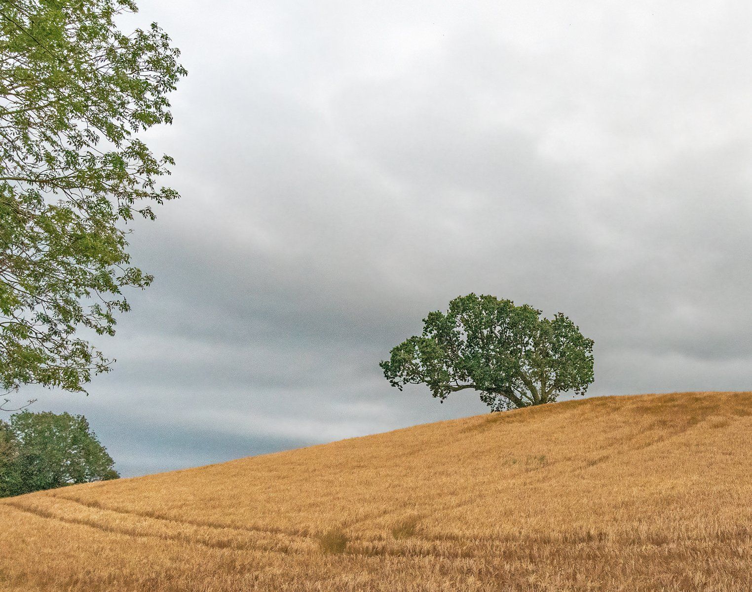 Tree In A Corn Field by Philip Bailey