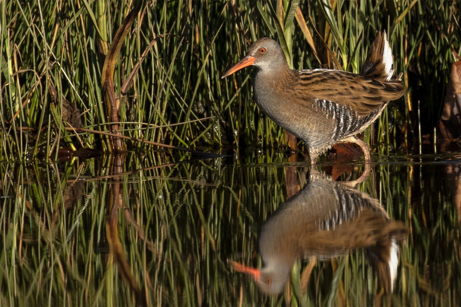 Water Rail On Prowl by Rae Gold