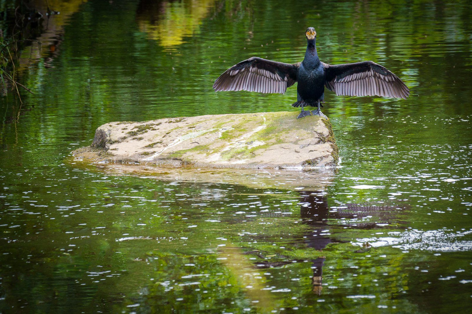 It Was This Big by Bill Brown