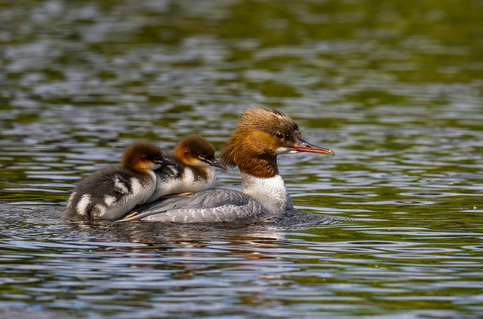 Family Day Out by Alan Graham