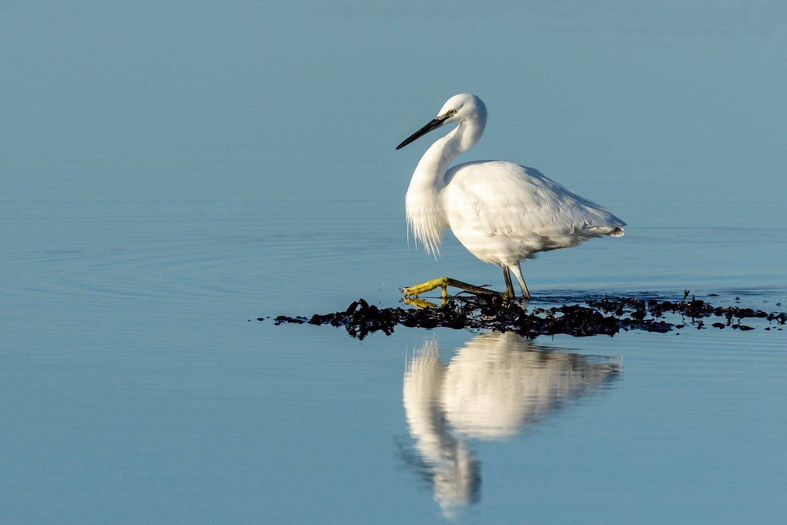 Little Egret Searching For Food by Rae Gold