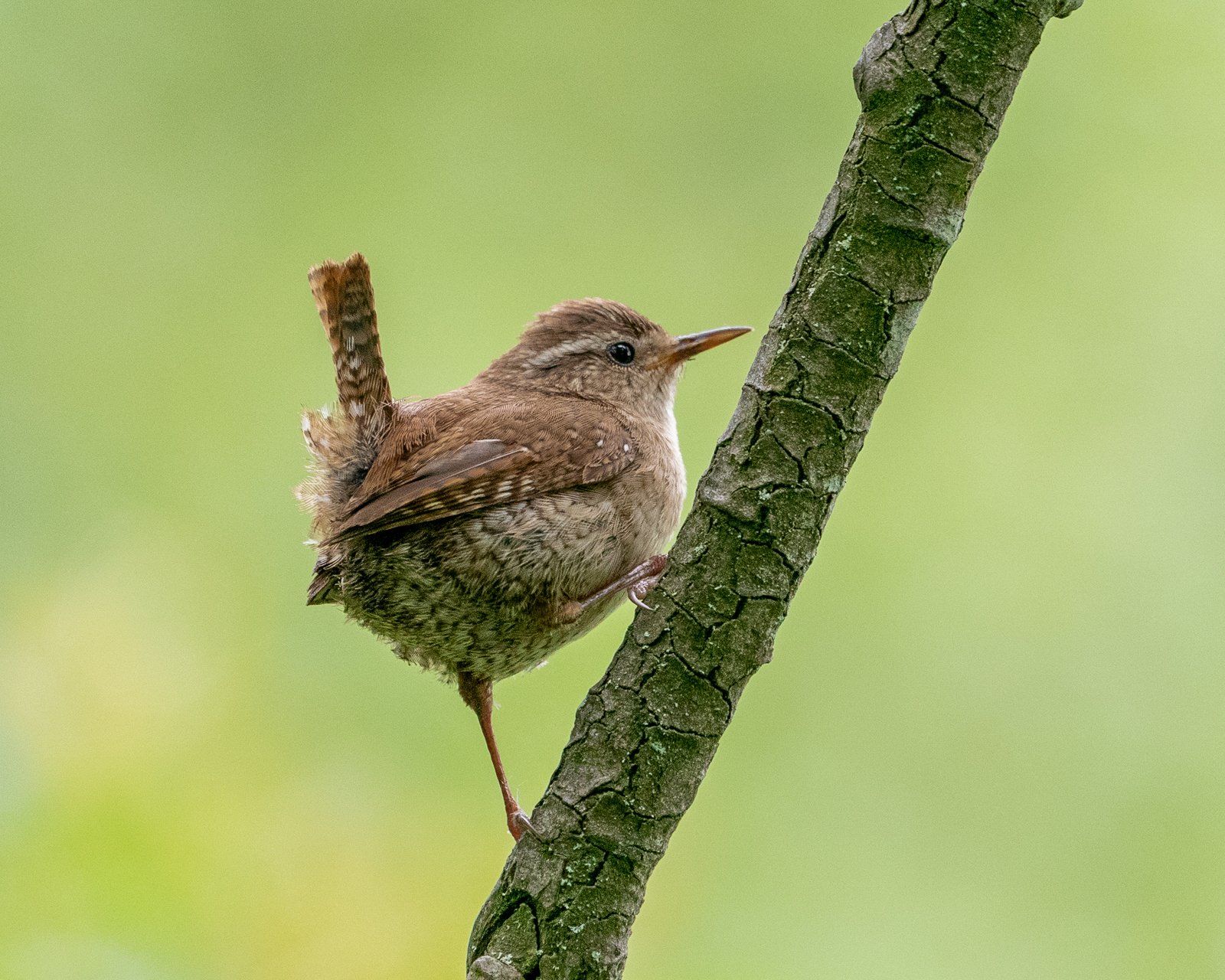Wren On A Stick by Michael Kelso