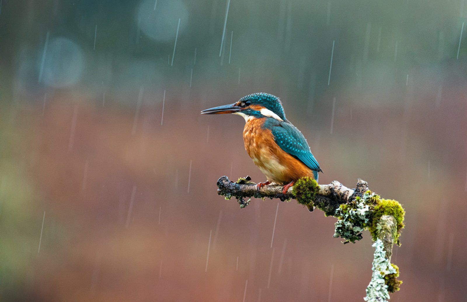 Sitting In The Rain by Callum Collie