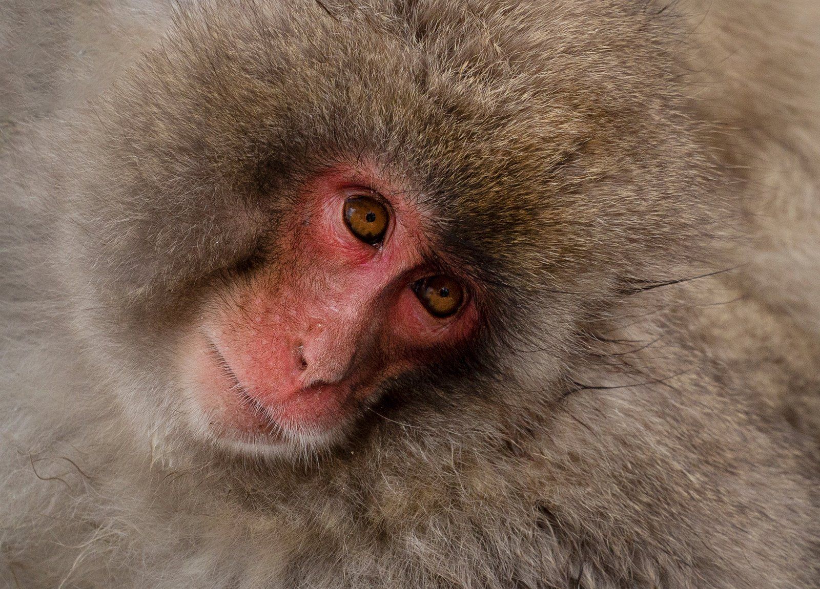 Snow Monkey by Lorna Hayton