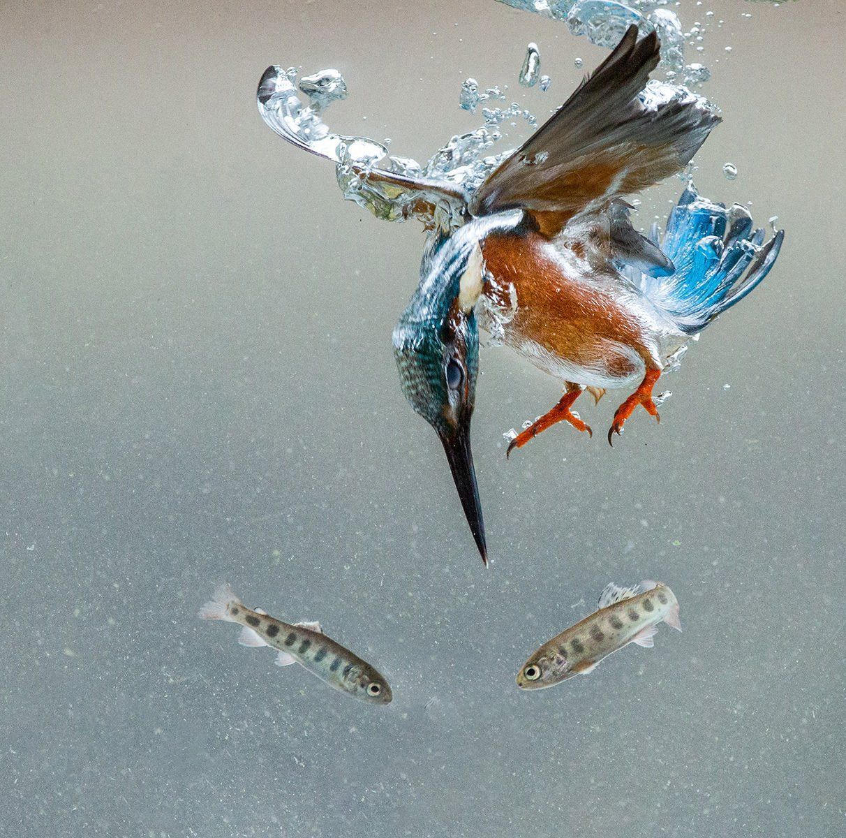 Underwater Fishing by Lorna Hayton