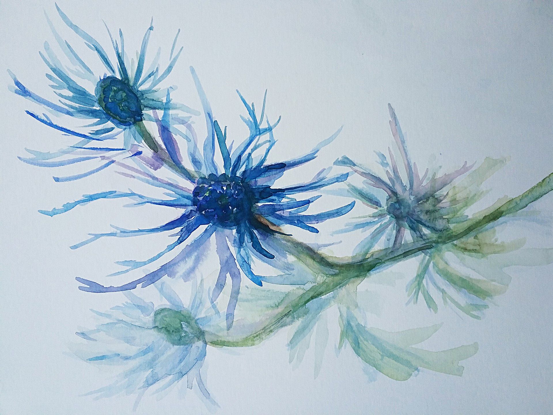 Sea Holly (Eryngium) - Ann Martin