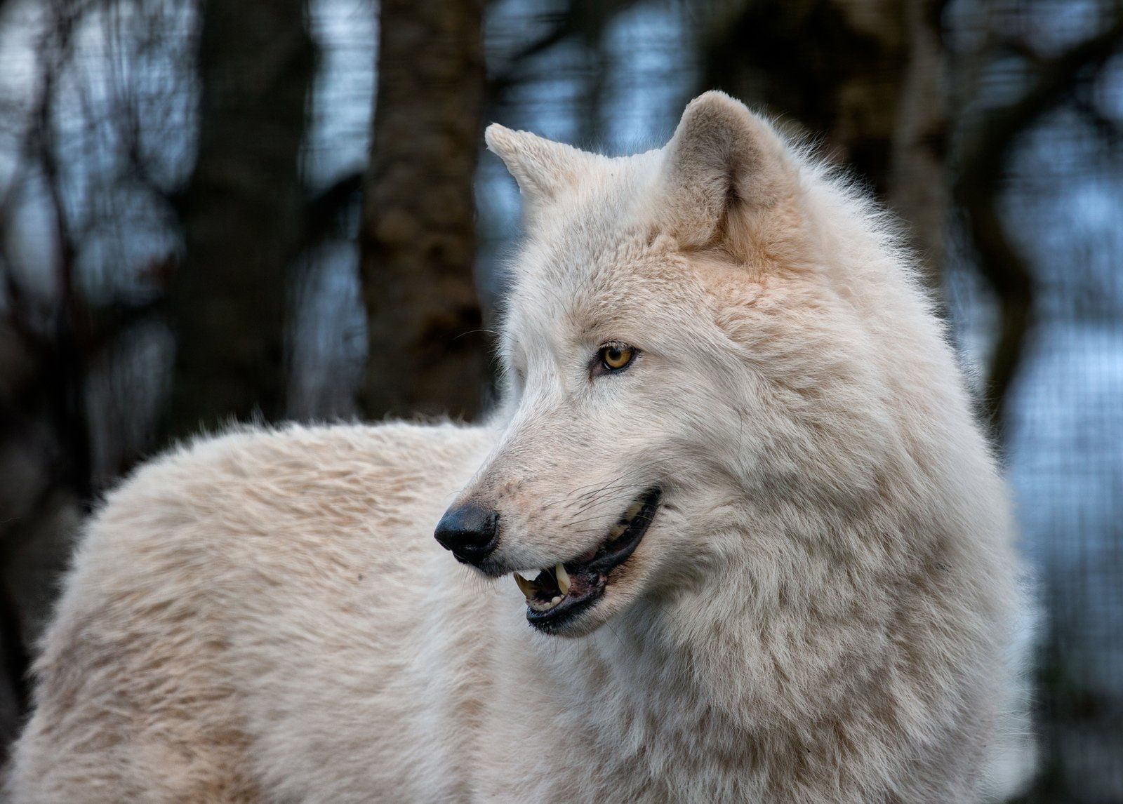 Arctic Wolf