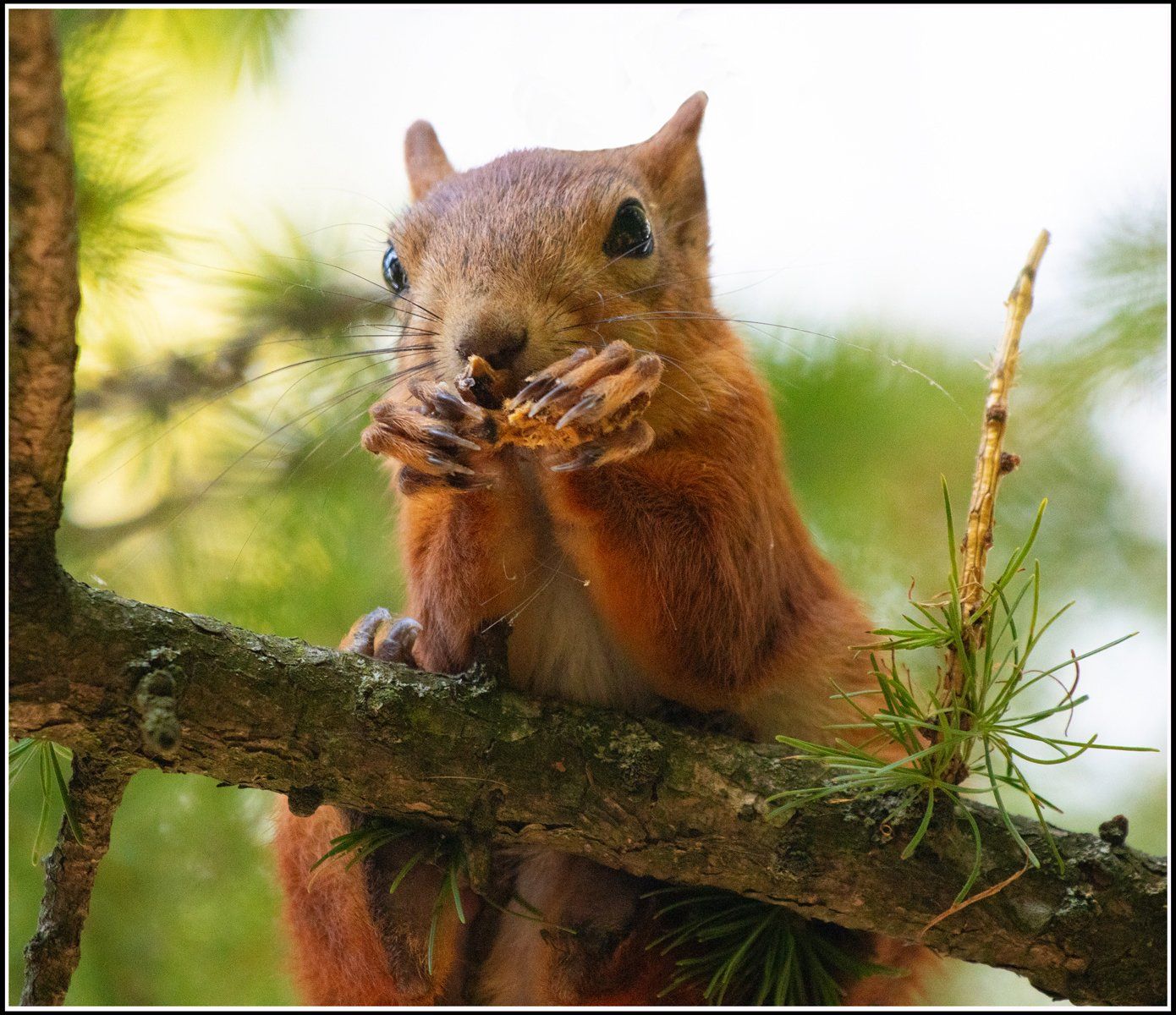 Come get yer nuts if yer hard enough