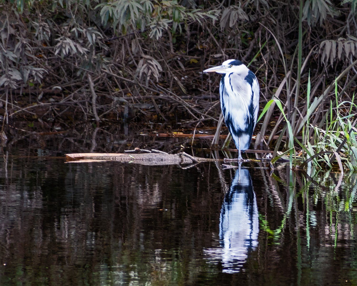 Grey Heron