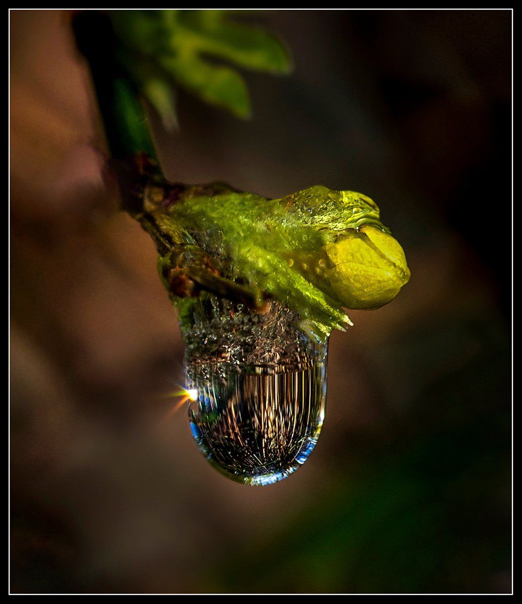 Nature's spotlight in the water droplet