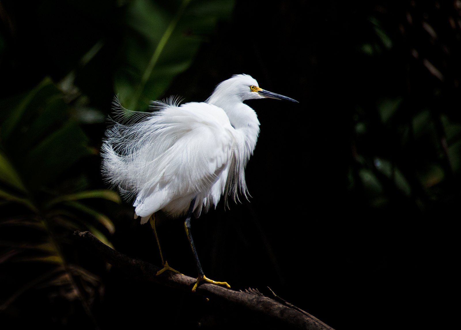 Snowy egret