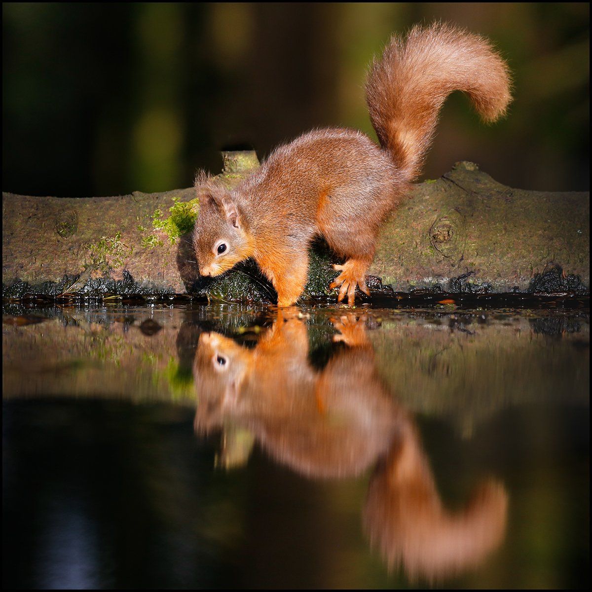 Squirrel reflection