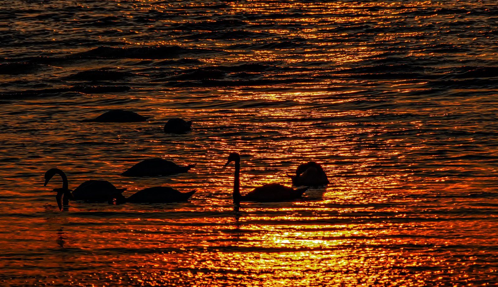 Swans in Silhouette