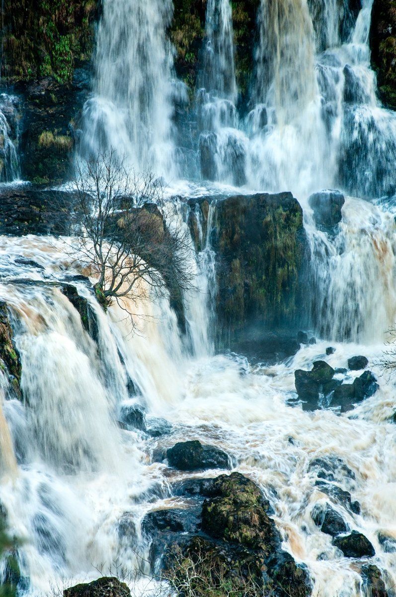 Torrent and the Tree
