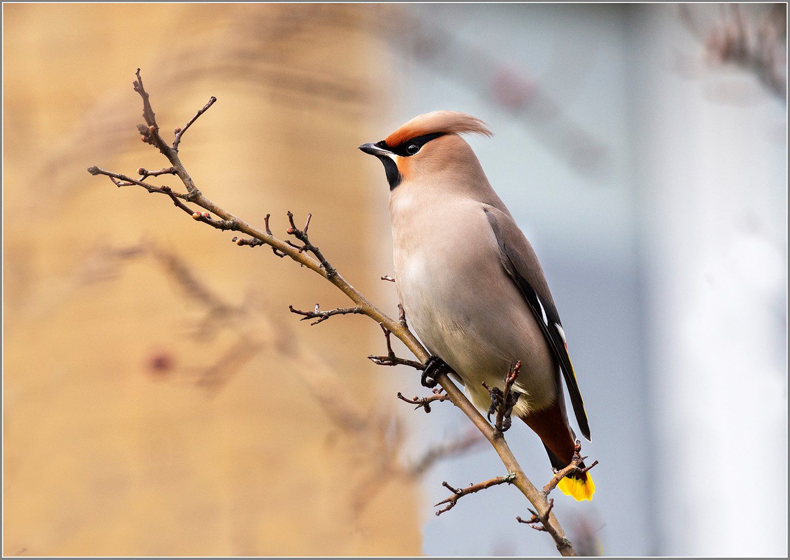 Waxwing