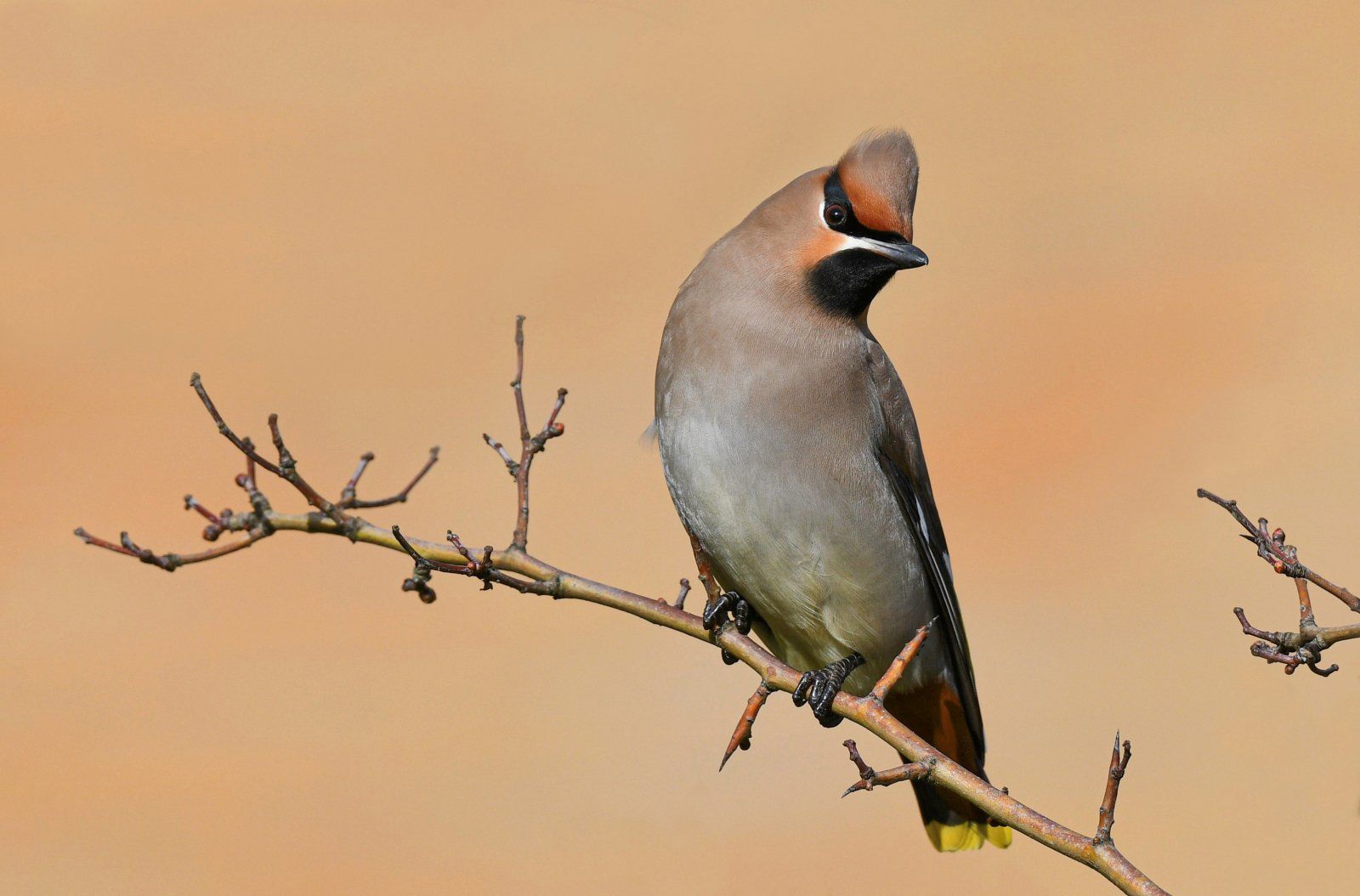 Bohemian Waxwing