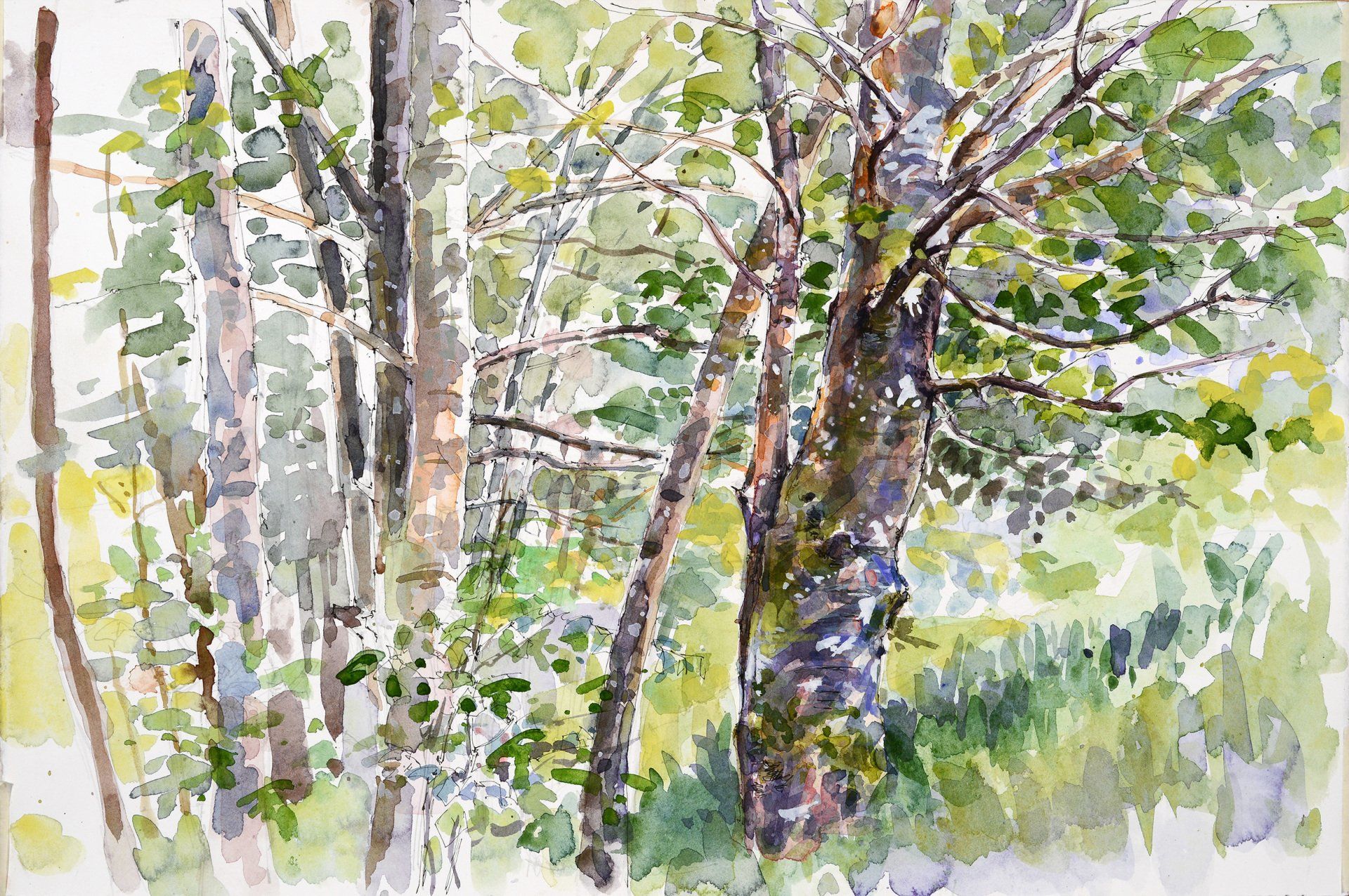 Shady Wood, Dumfries House