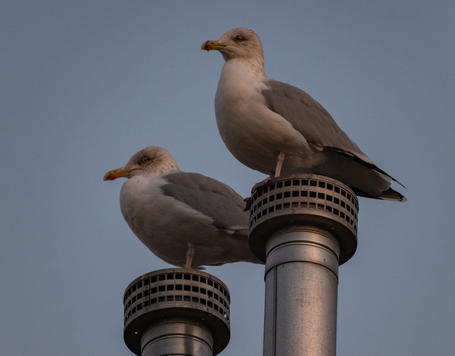 Centrally heated perch