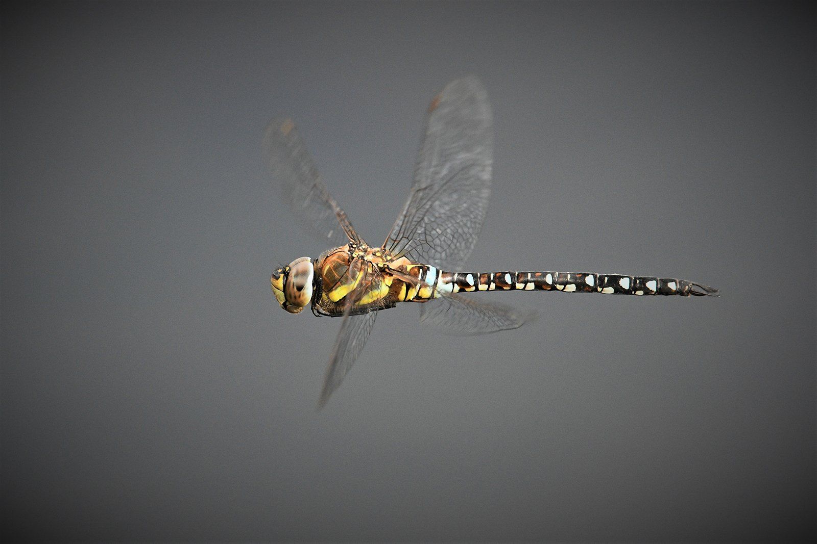 Dragonfly in flight
