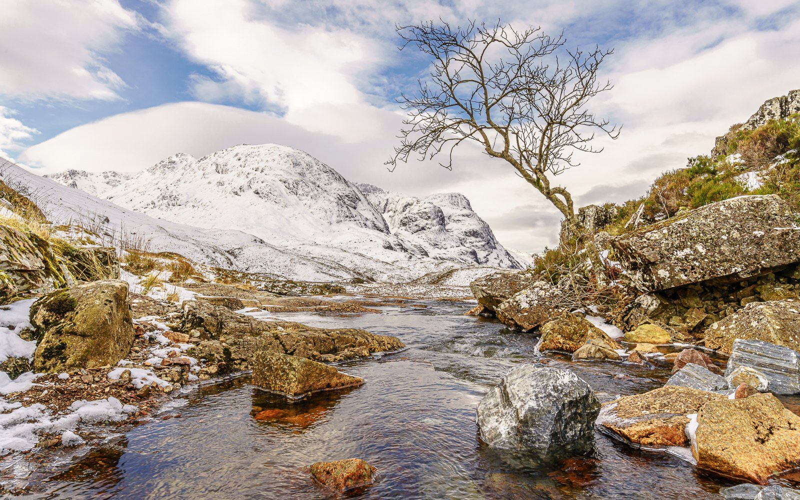 Glencoe Tree