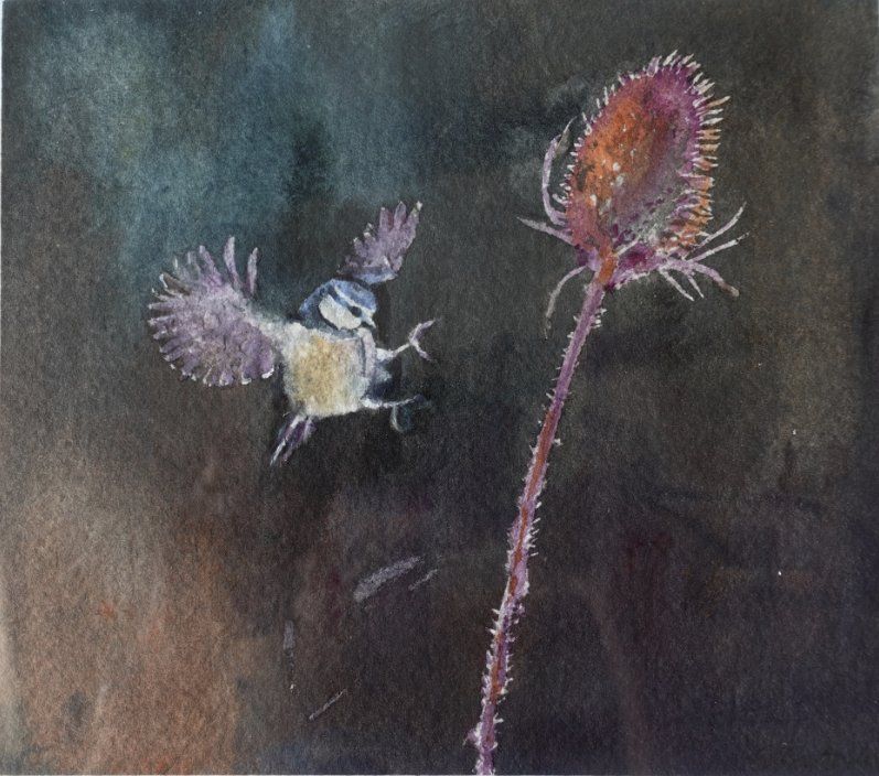 Blue Tit and Teazel by Libby Anderson