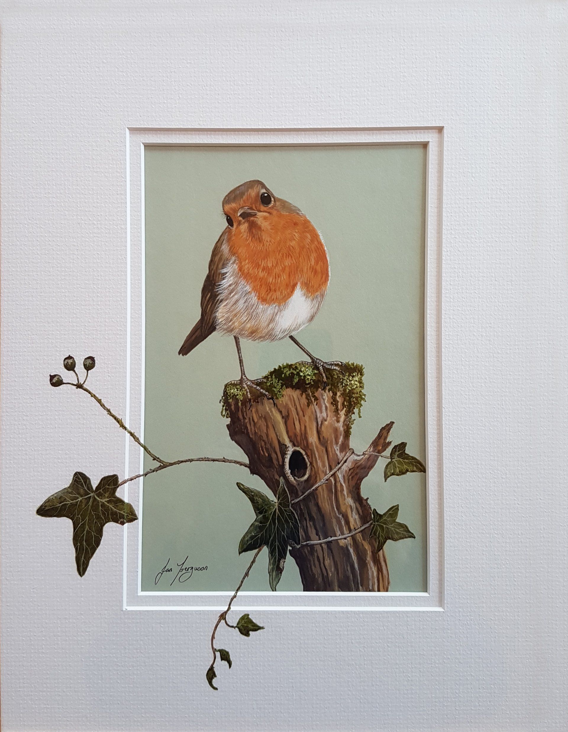 Curious robin by Jan Ferguson