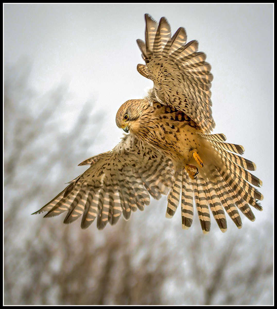 Kestrel hovering