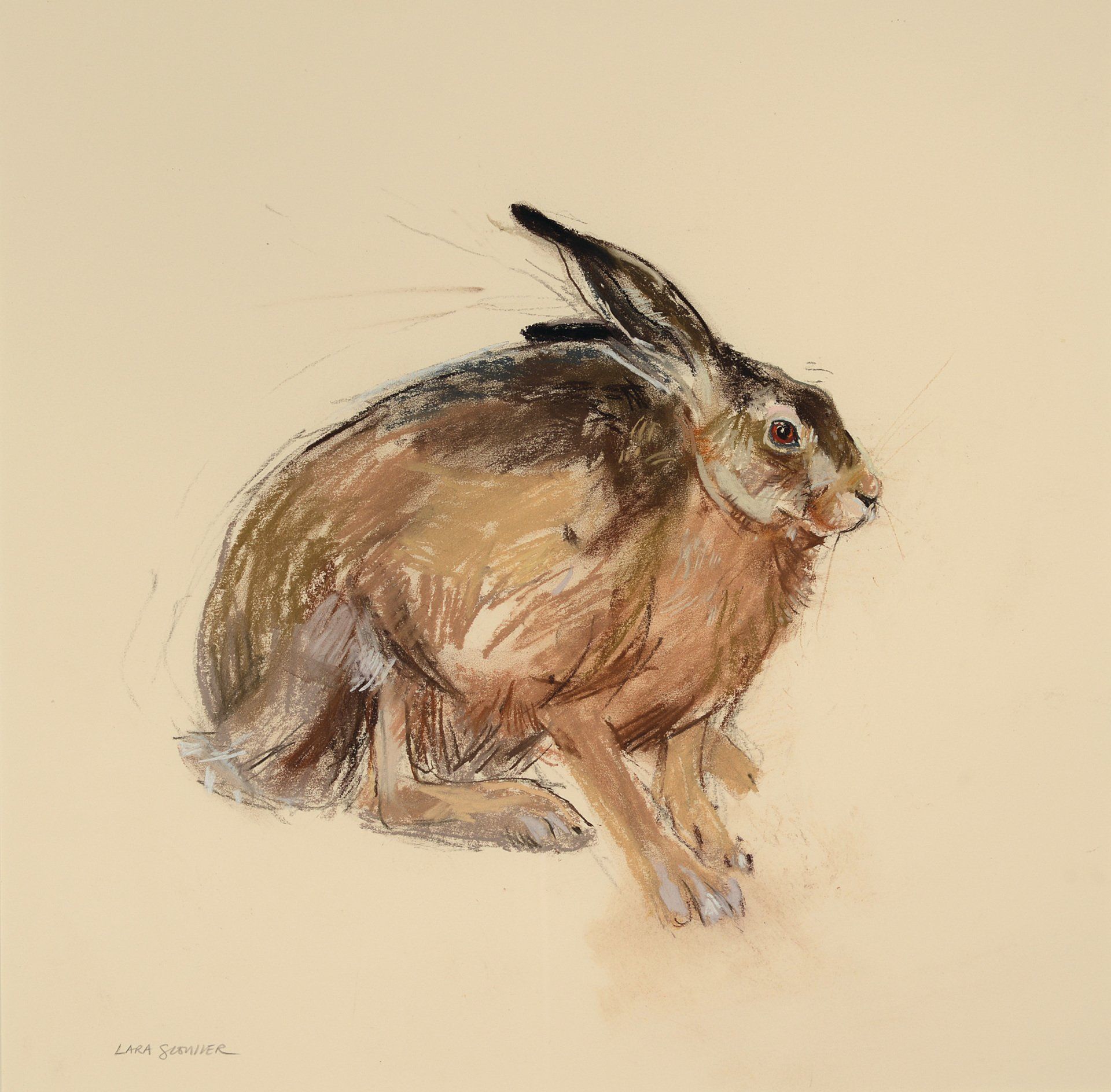 Brown Hare