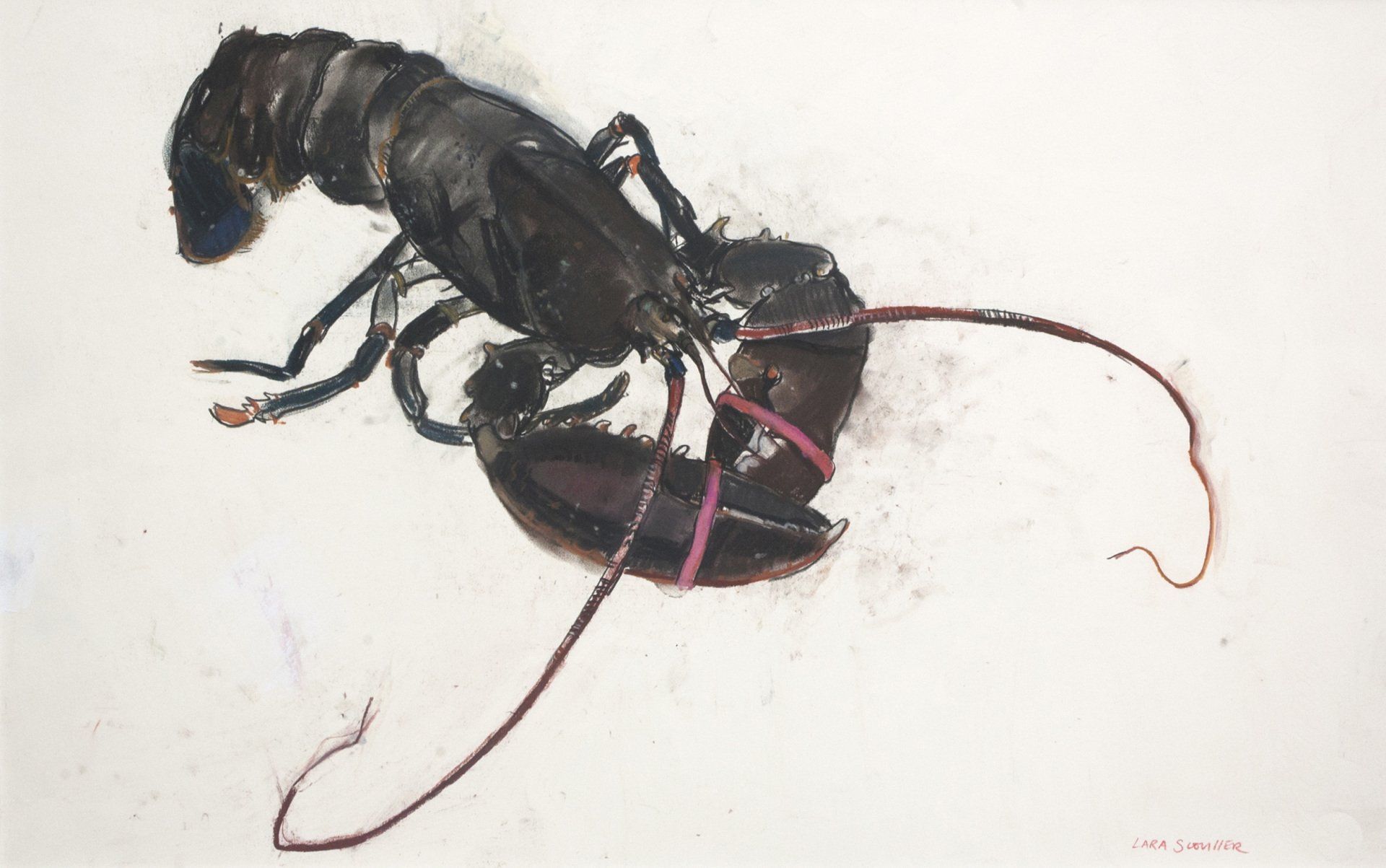 Lobster with Pink Bands