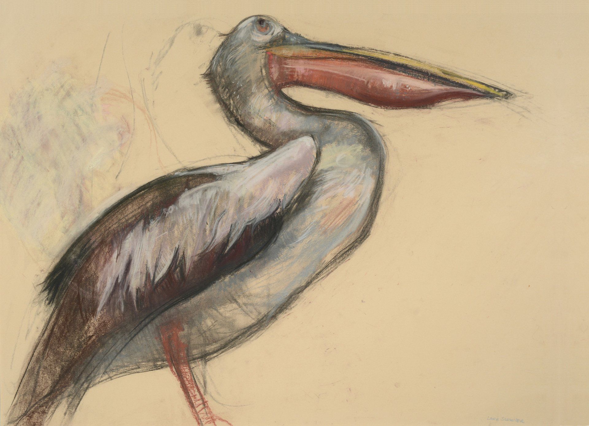 Pelican