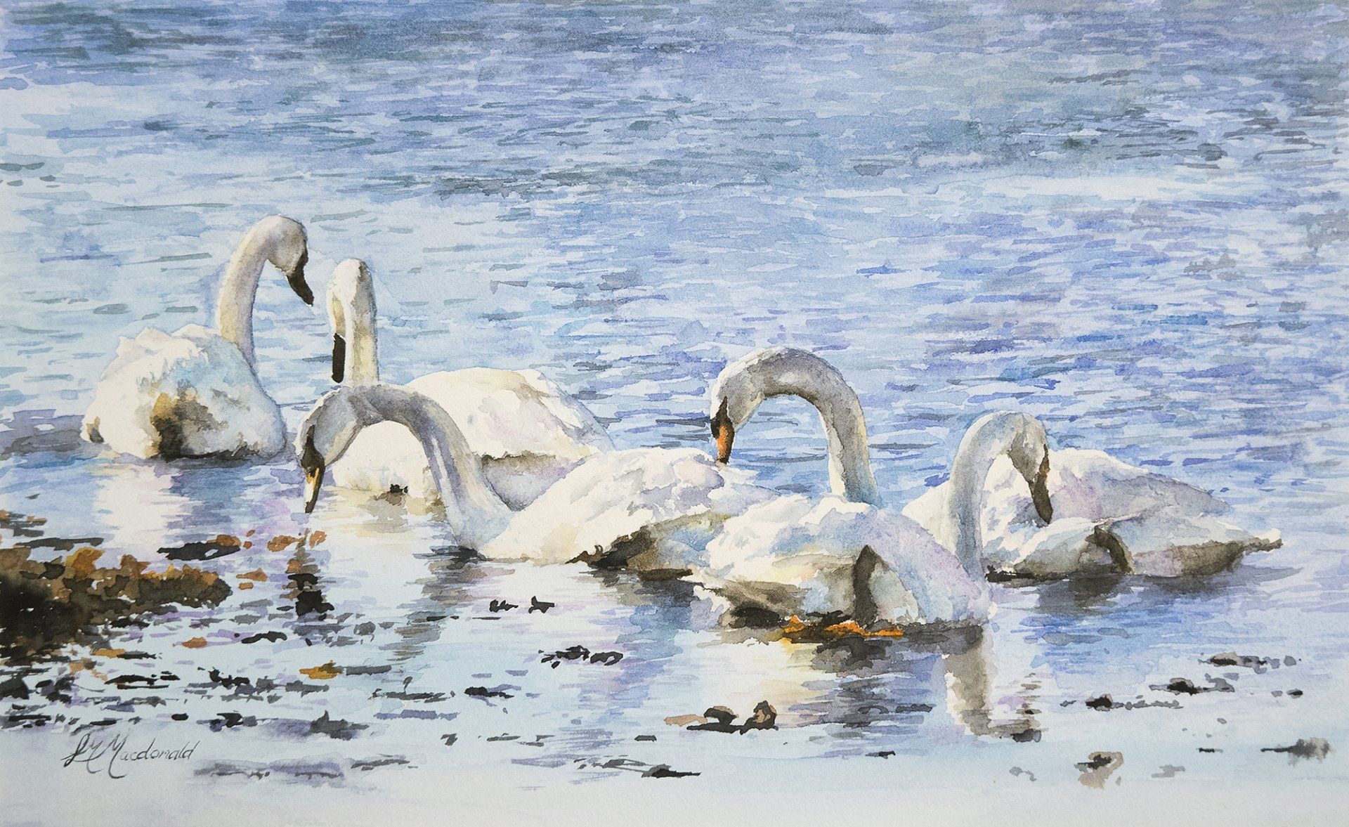 Bevy of Swans - Lucy Macdonald