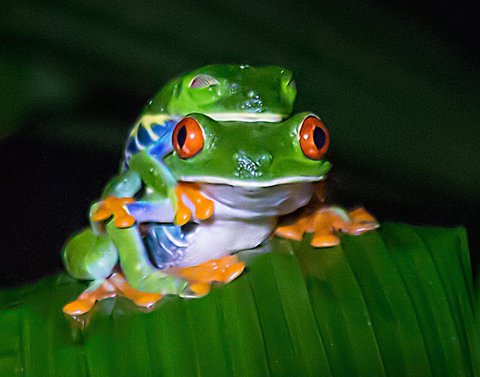 Red eyed tree frog