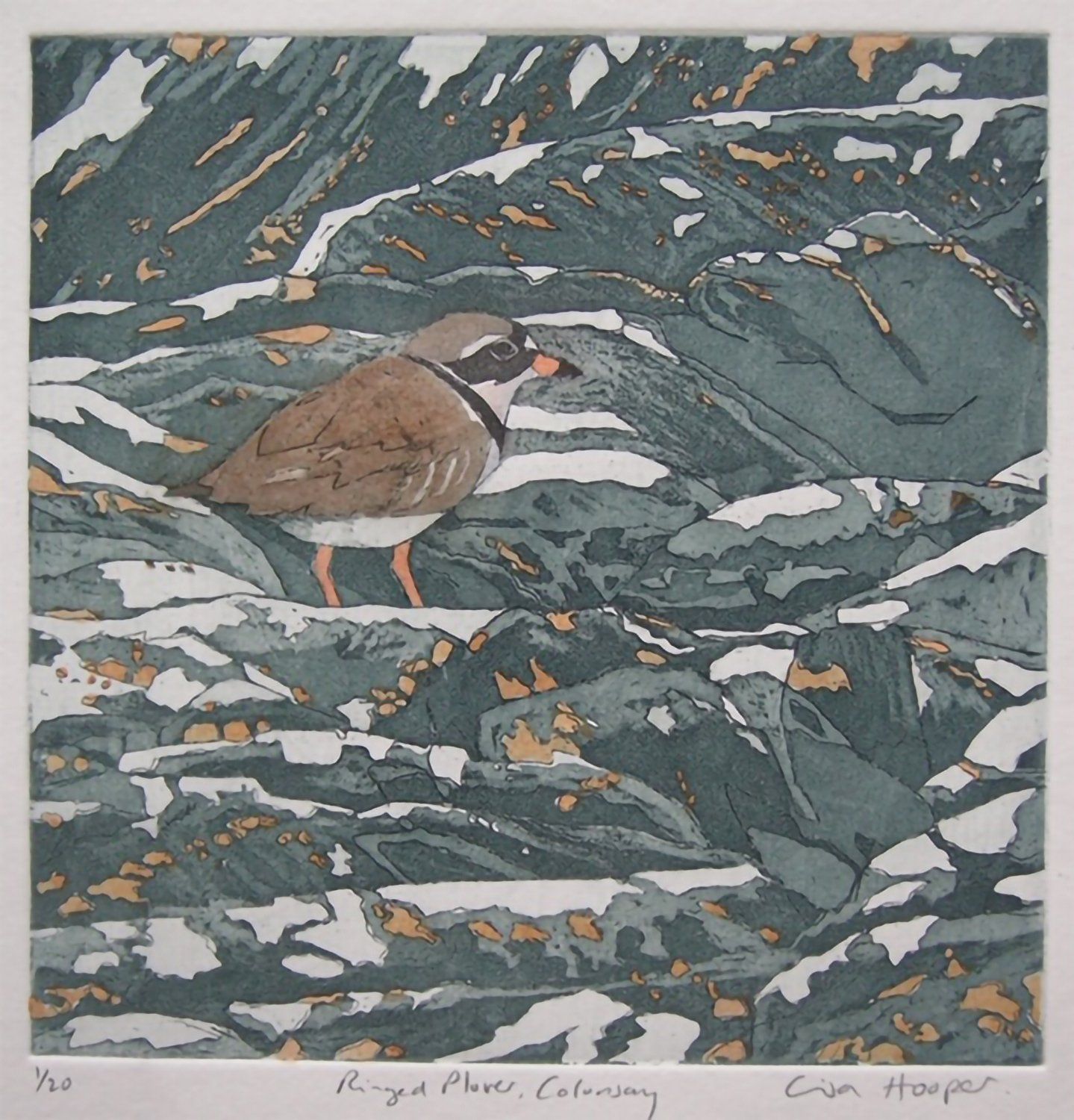 Ringed Plover, Colonsay