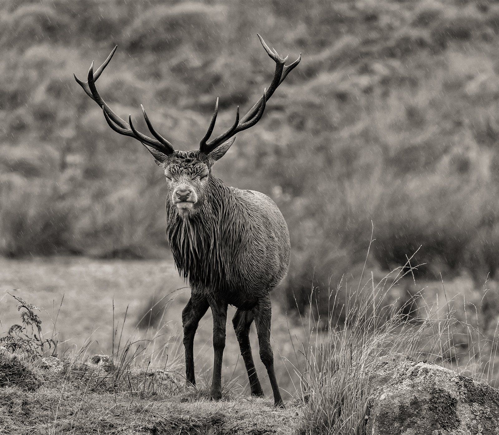 Scunnered In The Rain