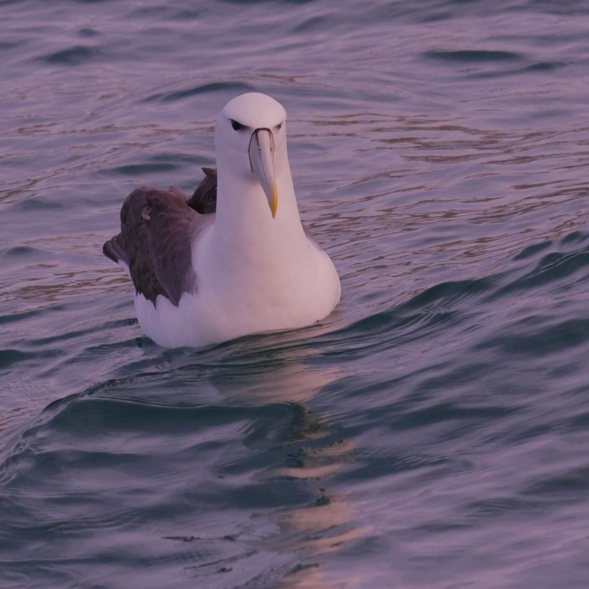 Shy Albatross (Thalassarche cauta)