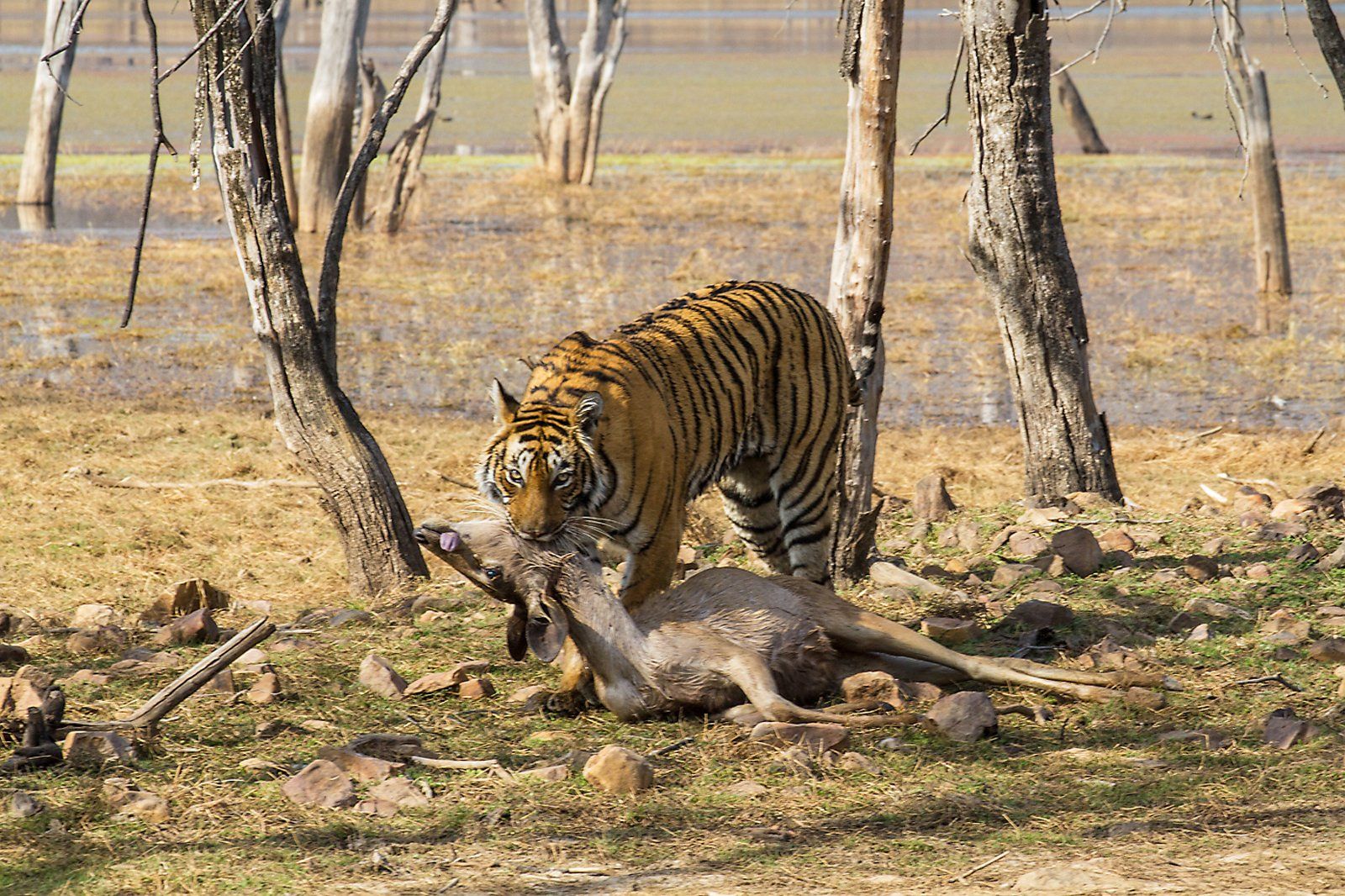 Tiger with kill