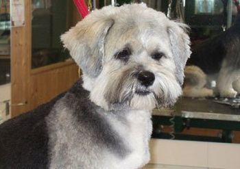 Dog grooming - Stoke-on-Trent, Staffordshire - Barkers - Dog