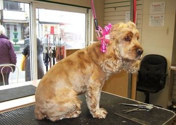 Dog groomers - Stoke-on-Trent, Staffordshire - Barkers - Dog Grooming