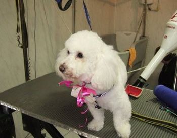 Grooming - Stoke-on-Trent, Staffordshire - Barkers - Dog Grooming