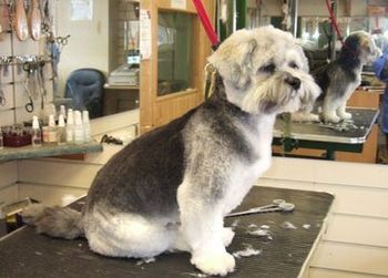 Pet grooming - Stoke-on-Trent, Staffordshire - Barkers - Dog