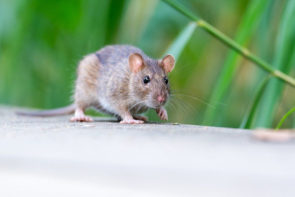Traitement contre le rat surmulot