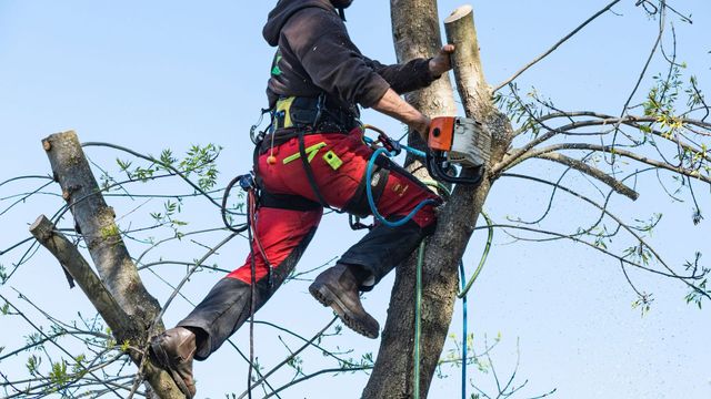 Émondage GKM photo 8