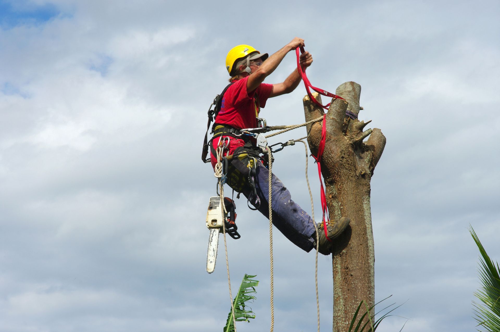 Un homme grimpe à un arbre avec une tronçonneuse.