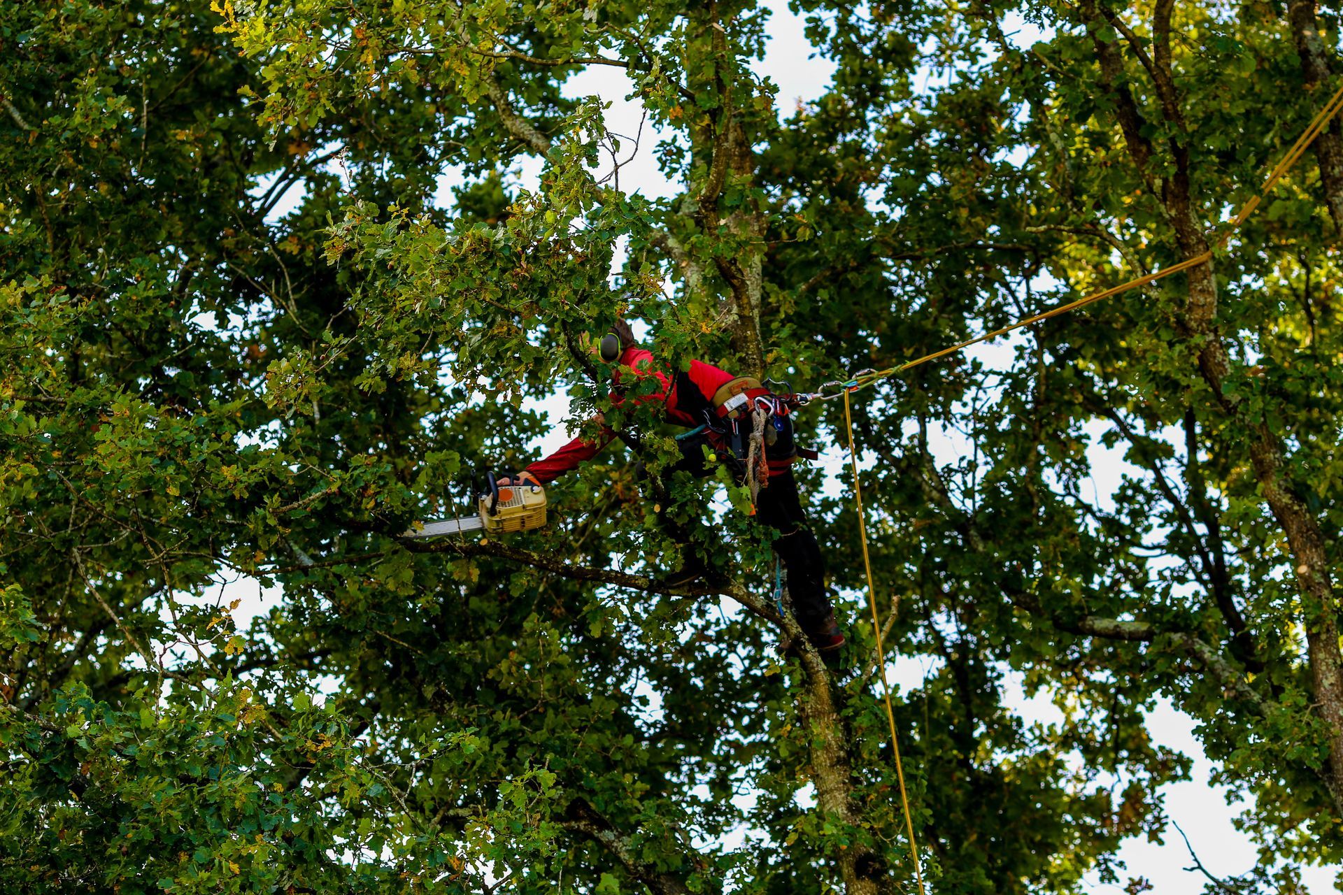 Un homme coupe un arbre avec une tronçonneuse.