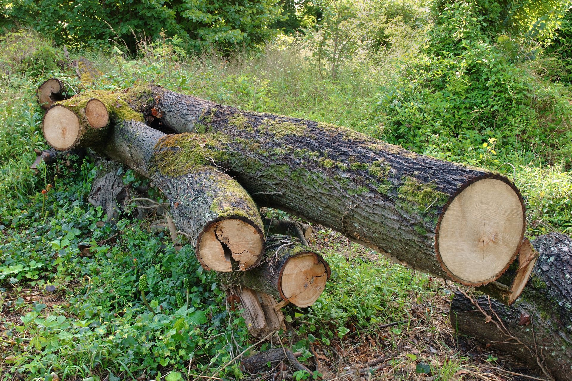 Un tas de bûches posées sur le sol dans une forêt.