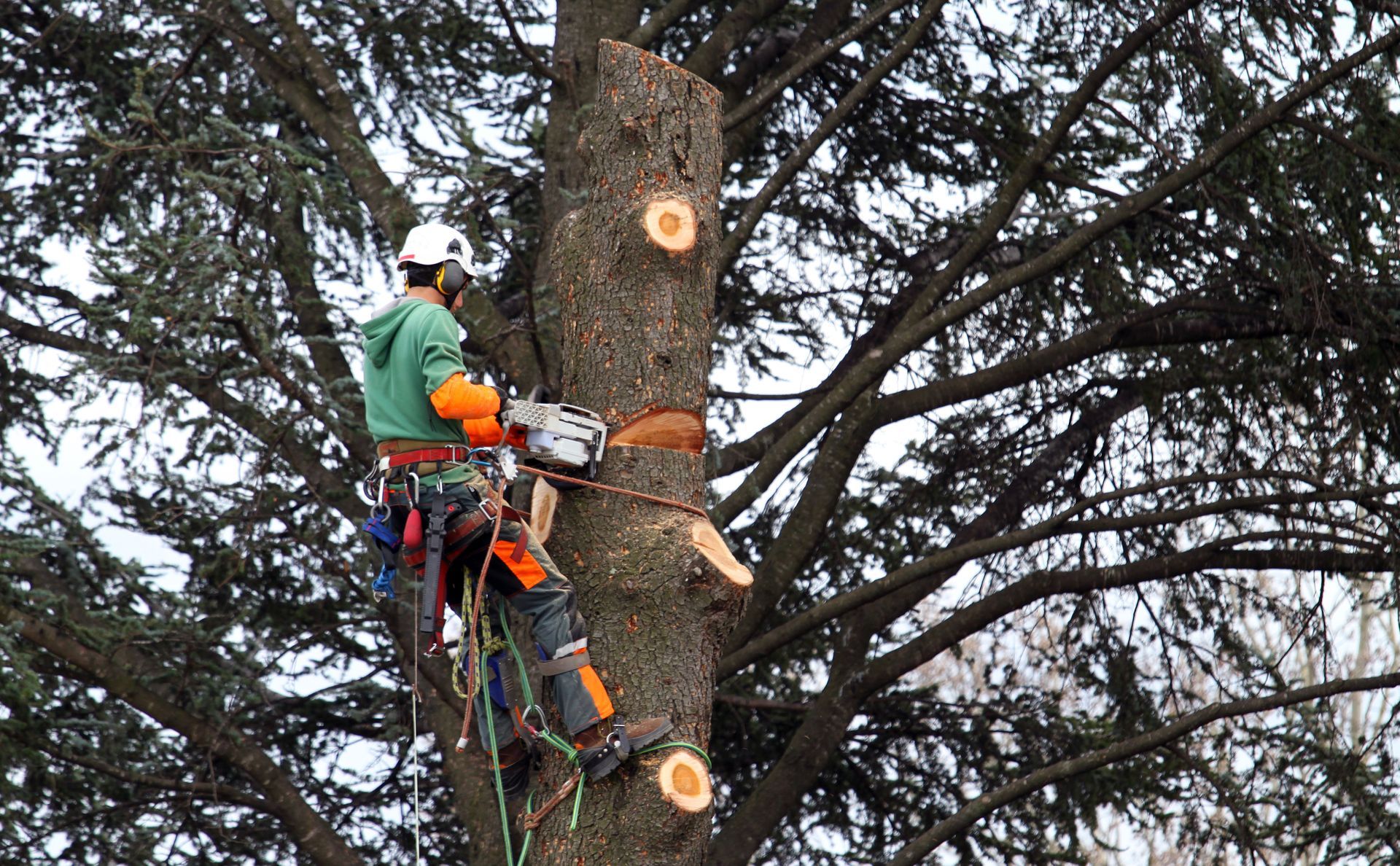 Un homme coupe un arbre avec une tronçonneuse.