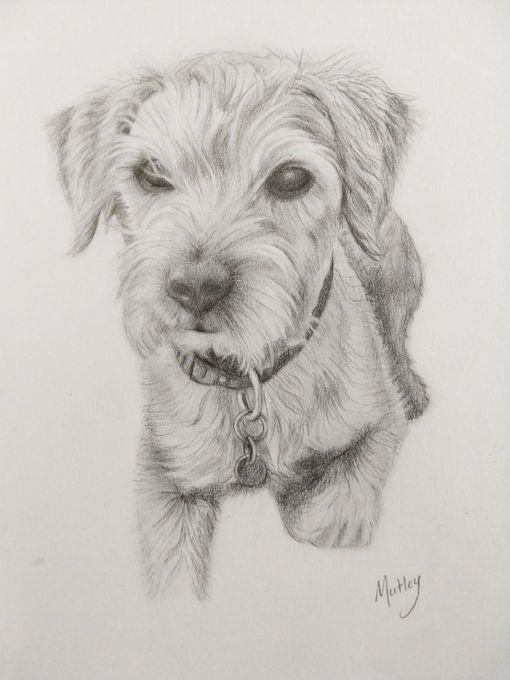 Pet portrait in penil | Geraldine Hurd