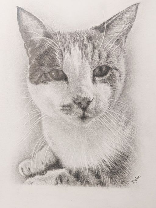 Pet portraits in pencil | Geraldine Hurd