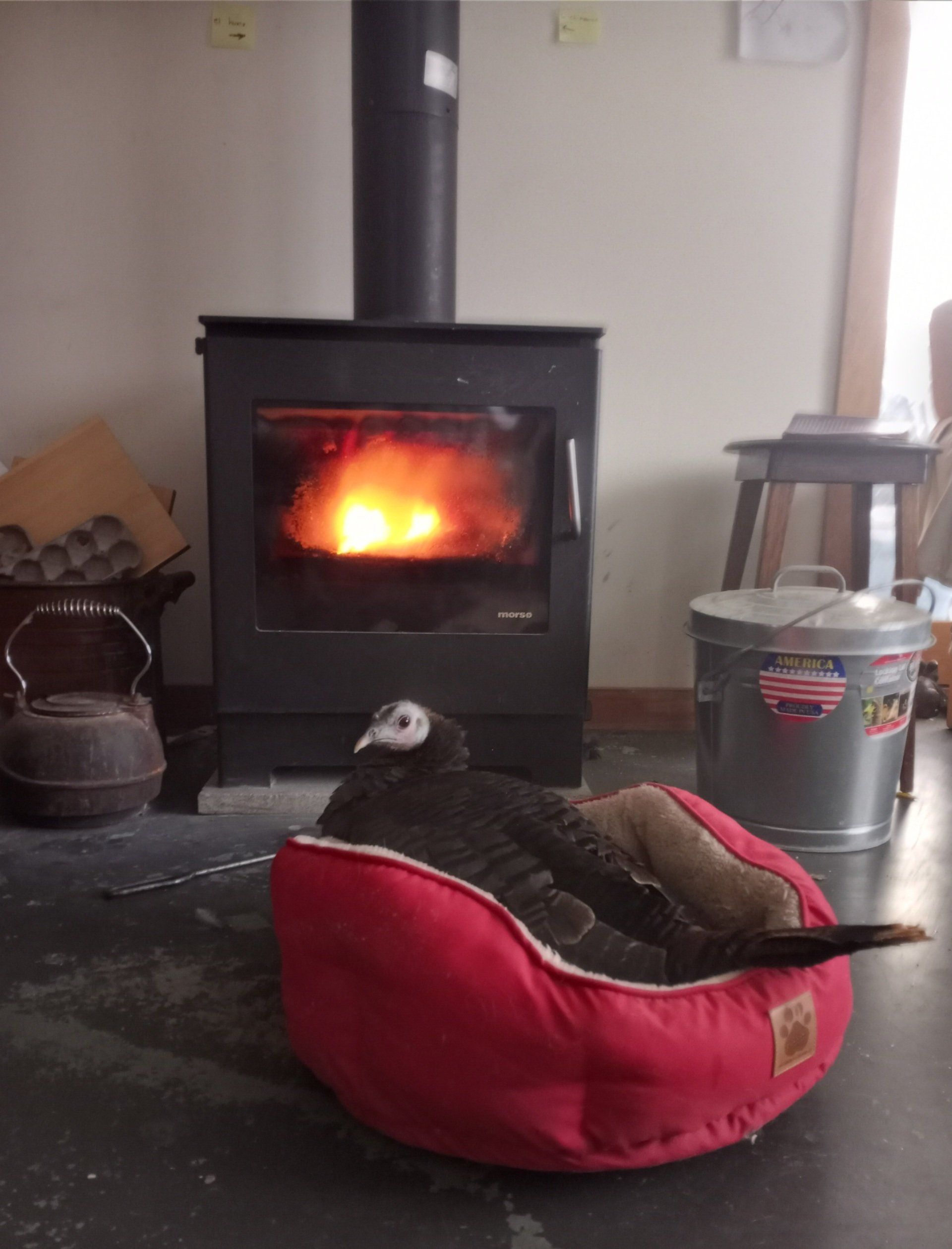 turkey sitting in a dog bed in front of the fire